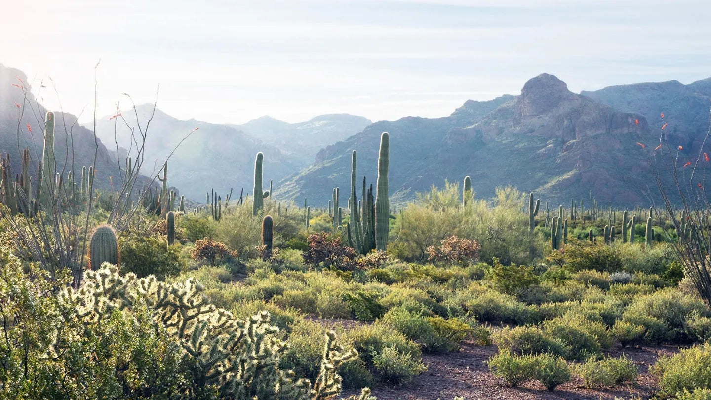 Organ Pipe Cactus National Monument