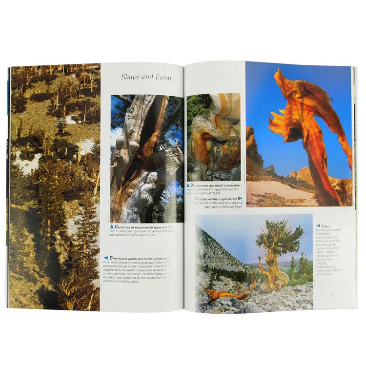 Great Basin: The Story Behind the Scenery  interior pages