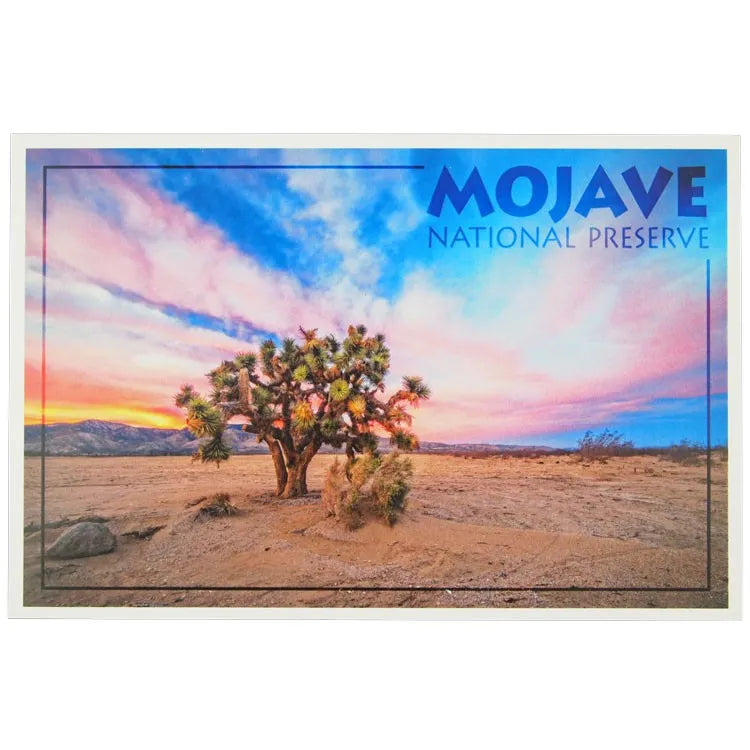 Mojave National Preserve Postcard - Joshua Tree