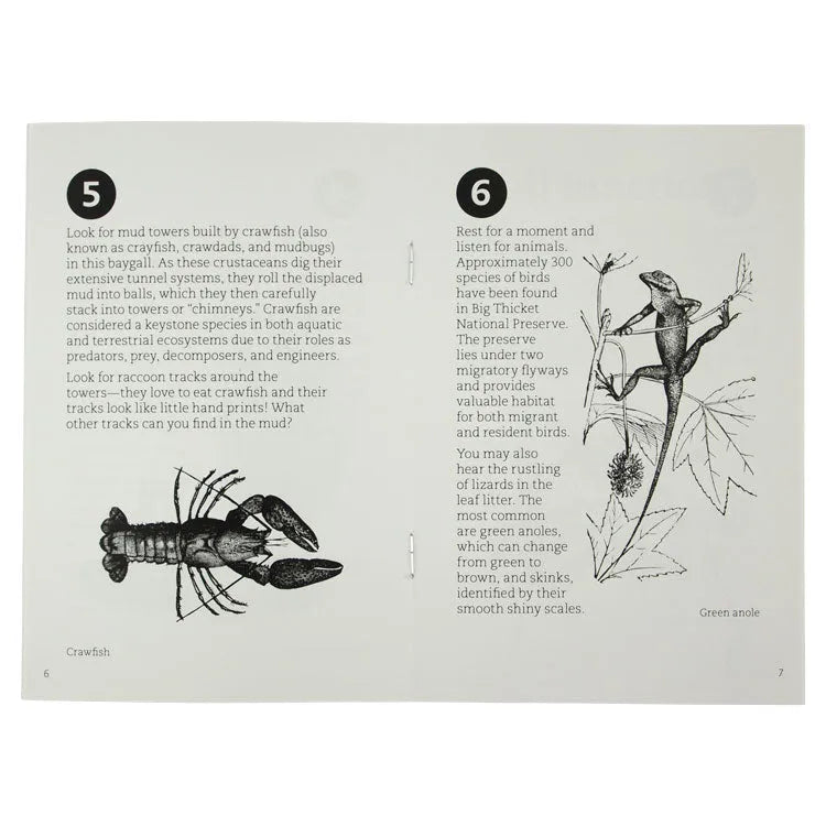 Big Thicket National Preserve Kirby Nature Trail Guide Interior Pages