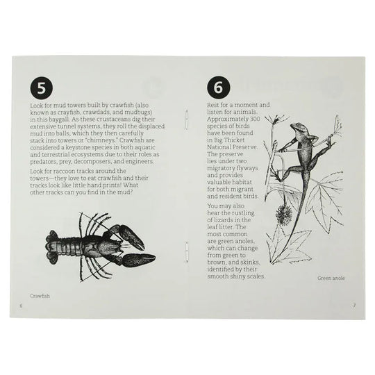 Big Thicket National Preserve Kirby Nature Trail Guide Interior Pages