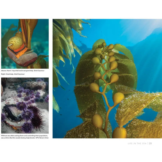 Collage of underwater scenes with seaweed, sea urchins, and a shell.