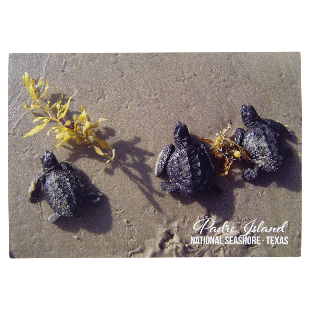 Three baby turtles on a sandy beach with seaweed, labeled 'Padre Island National Seashore, Texas'.