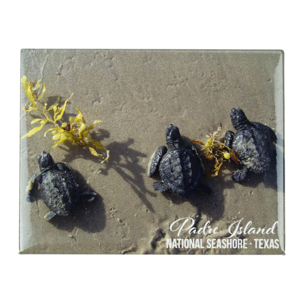 Padre Island National Seashore Magnet - Hatchlings on a white background