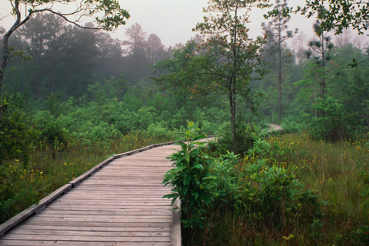 Big Thicket National Preserve