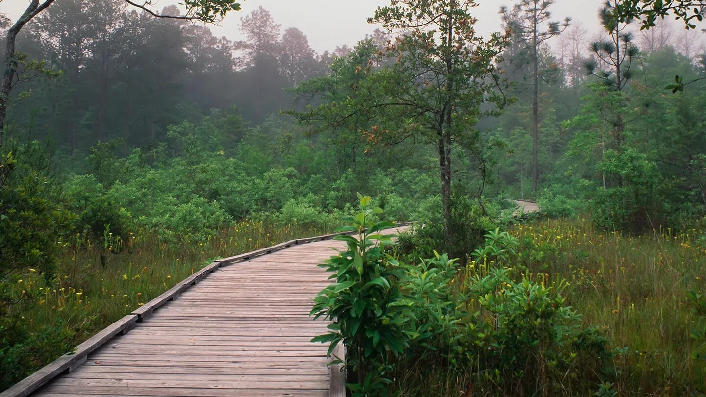Big Thicket National Preserve