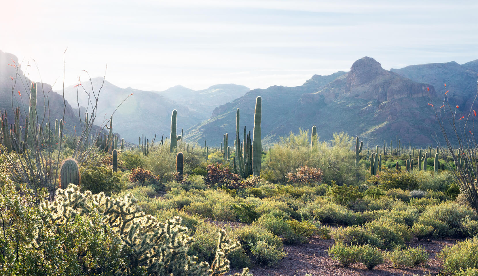 Organ Pipe Cactus National Monument