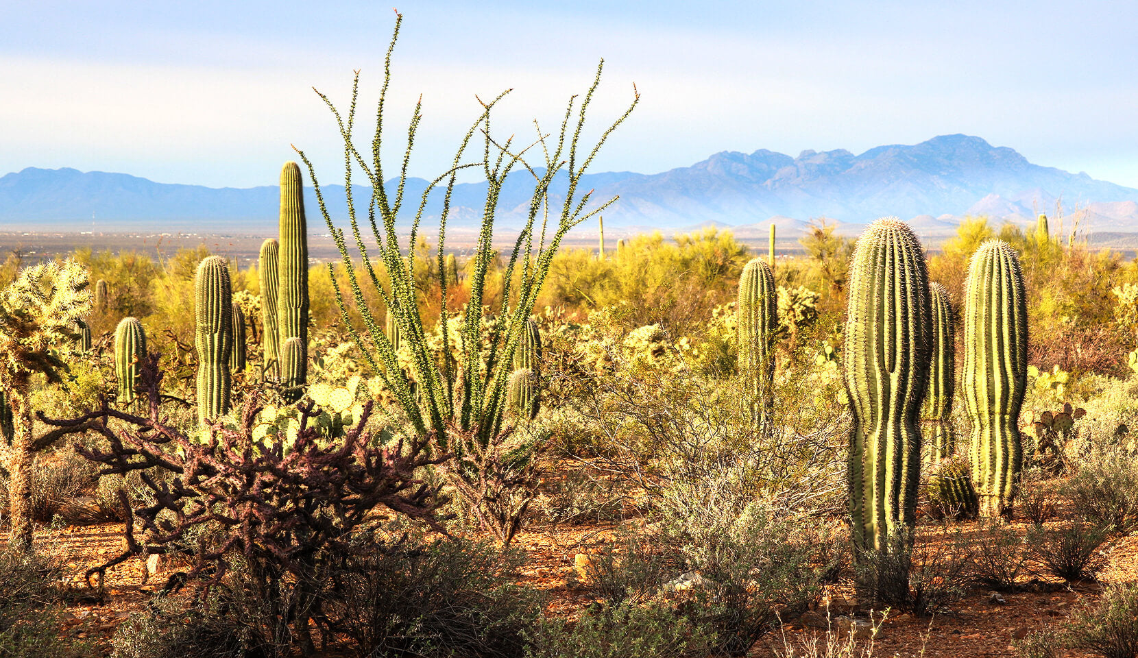 Saguaro National Park