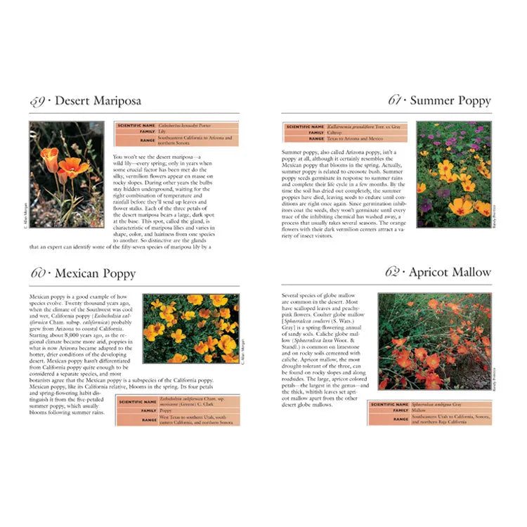 100 Desert Wildflowers Interior