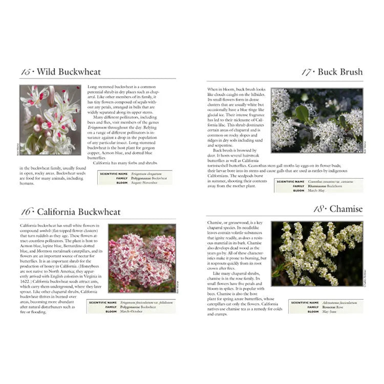 100 Common Wildflowers of Central California Interior