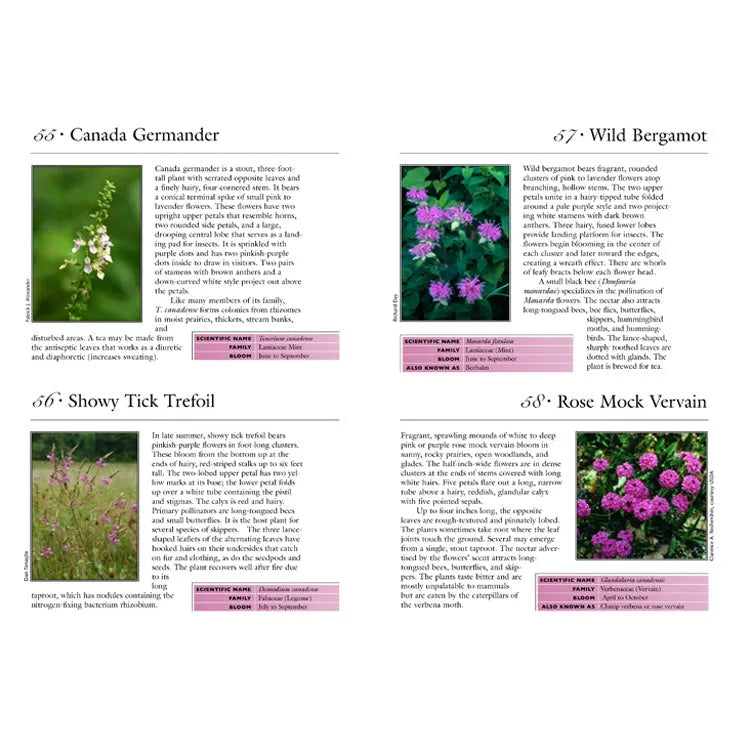 100 Common Wildflowers of the Tallgrass Prairie Interior