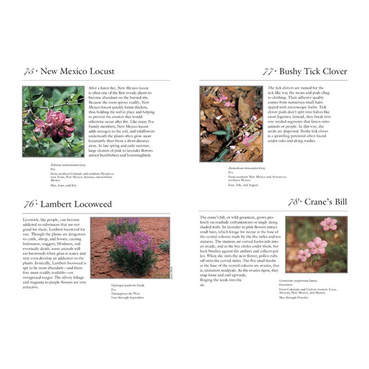 100 Roadside Wildflowers of the Southwest Woodlands Interior