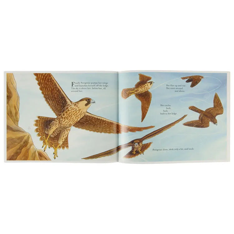 Peregrine's Sky Interior Pages