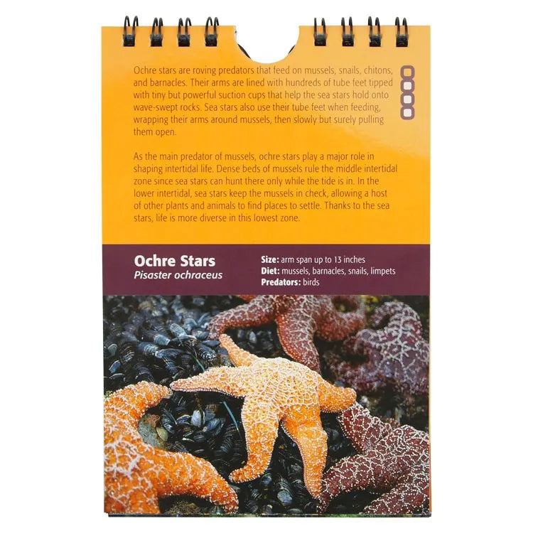 Tidepools of the Pacific Coast: A Quick Field Guide Interior Page 1