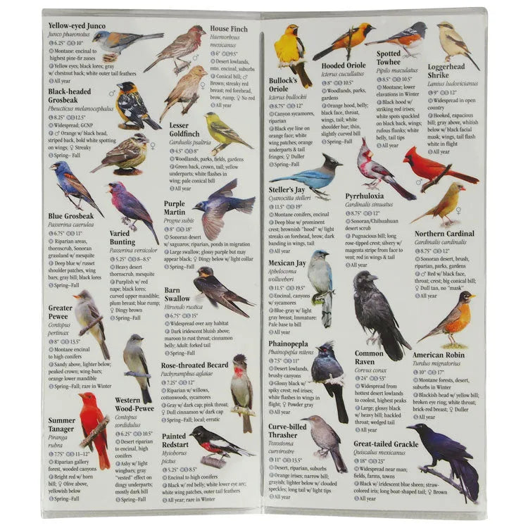 Birds of Southeast Arizona
