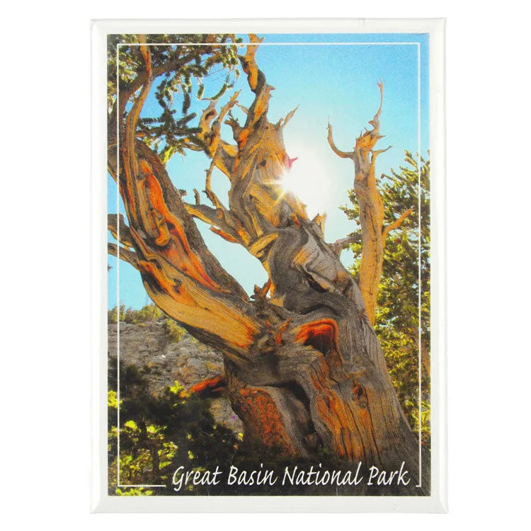 Great Basin National Park Magnet - Bristlecone