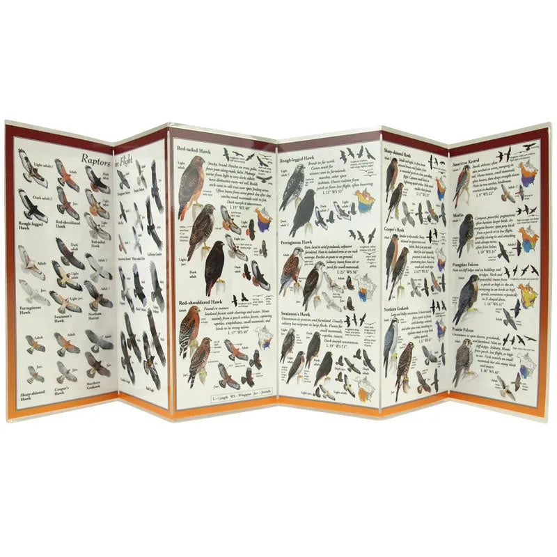 Sibley's Guide to Raptors of Western North America foldout side 1