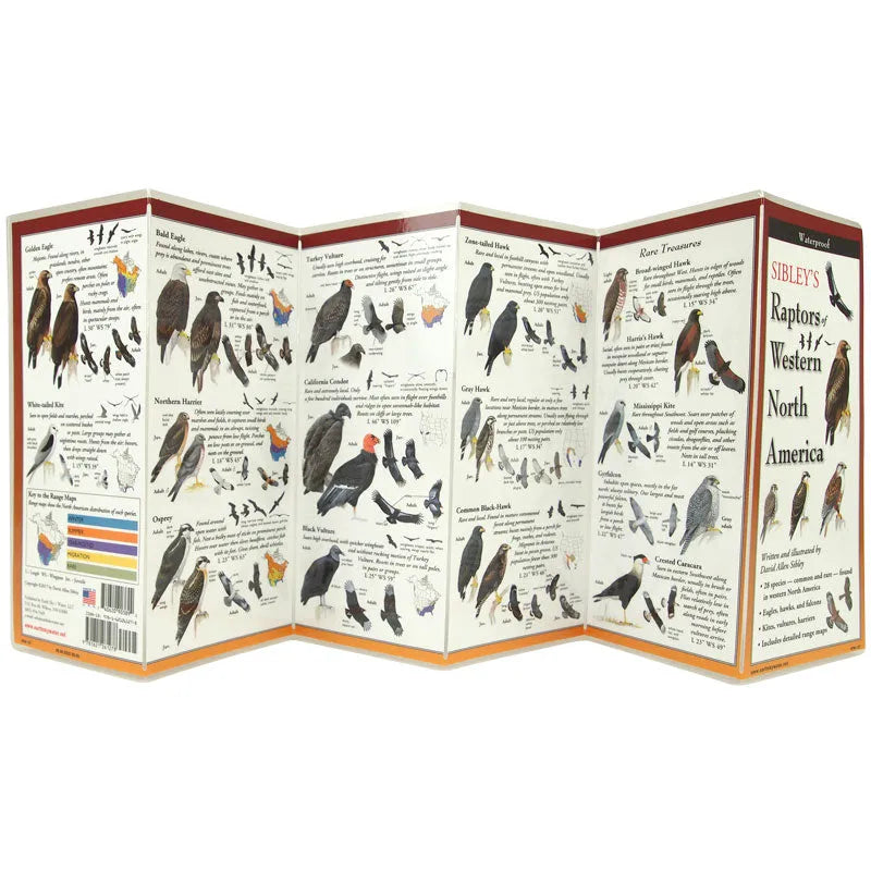 Sibley's Guide to Raptors of Western North America foldout side 2