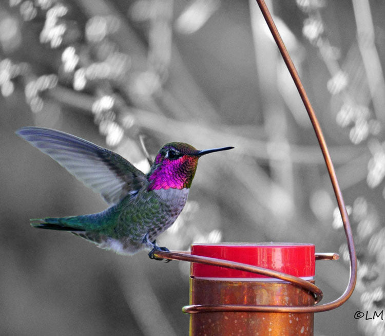 Copper Hummingbird Feeder