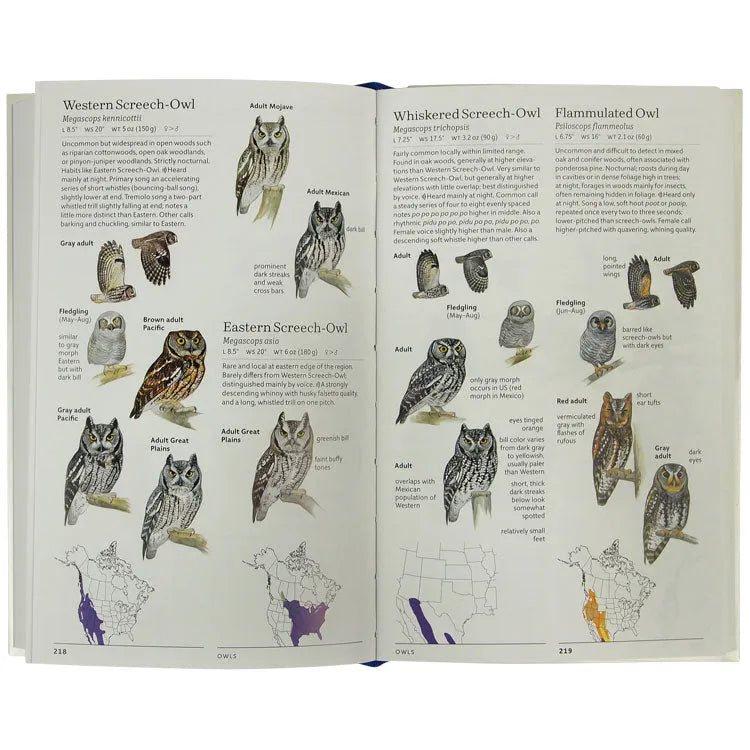 Interior pages about owls from Sibley Birds West written and illustrated by David Allen Sibley