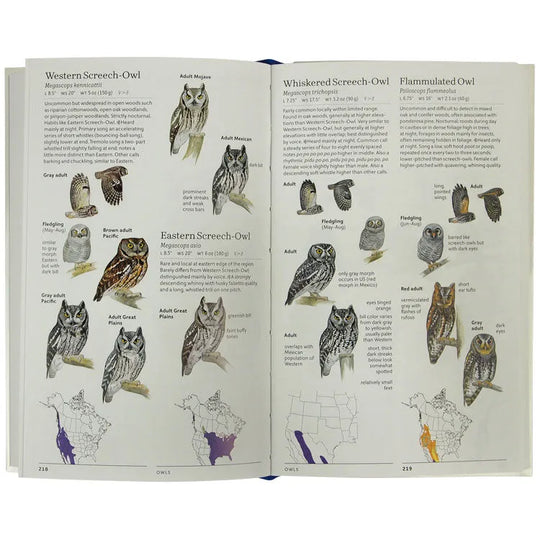 Interior pages about owls from Sibley Birds West written and illustrated by David Allen Sibley