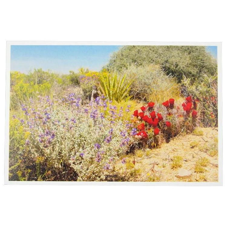 Mojave National Preserve Postcard - Desert Wildflowers
