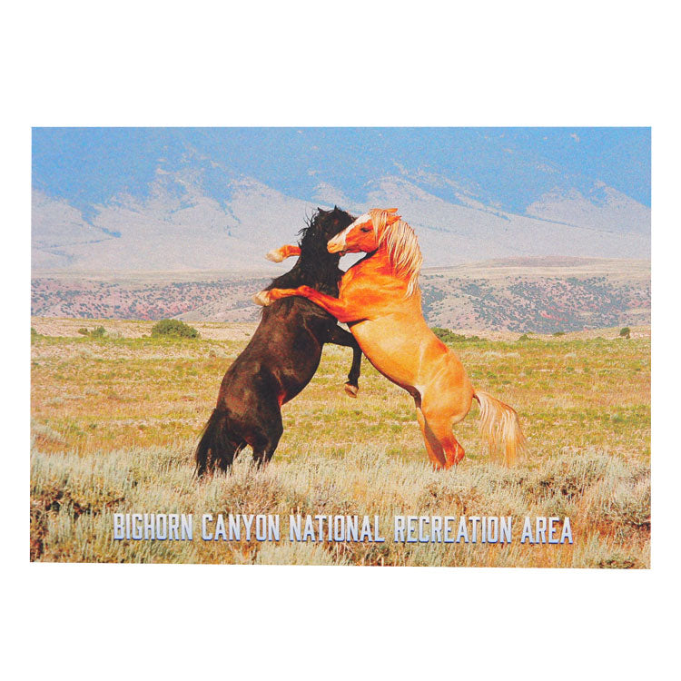 Bighorn Canyon National Rec. Area Postcard - Wild Horses