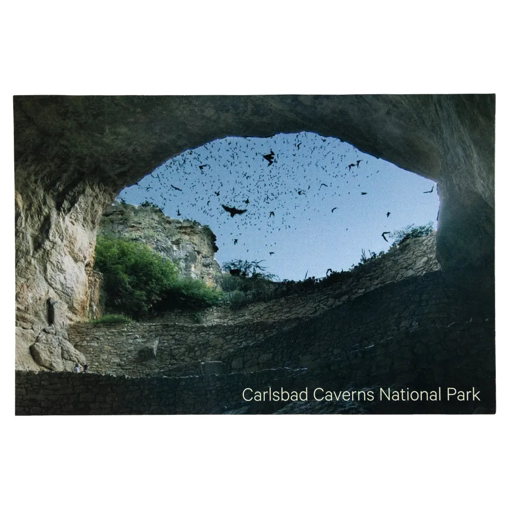 Carlsbad Caverns National Park Postcard: Bat Flight Capture