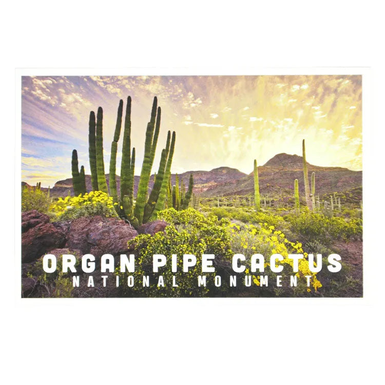 Organ Pipe Cactus National Monument Postcard - Sunset