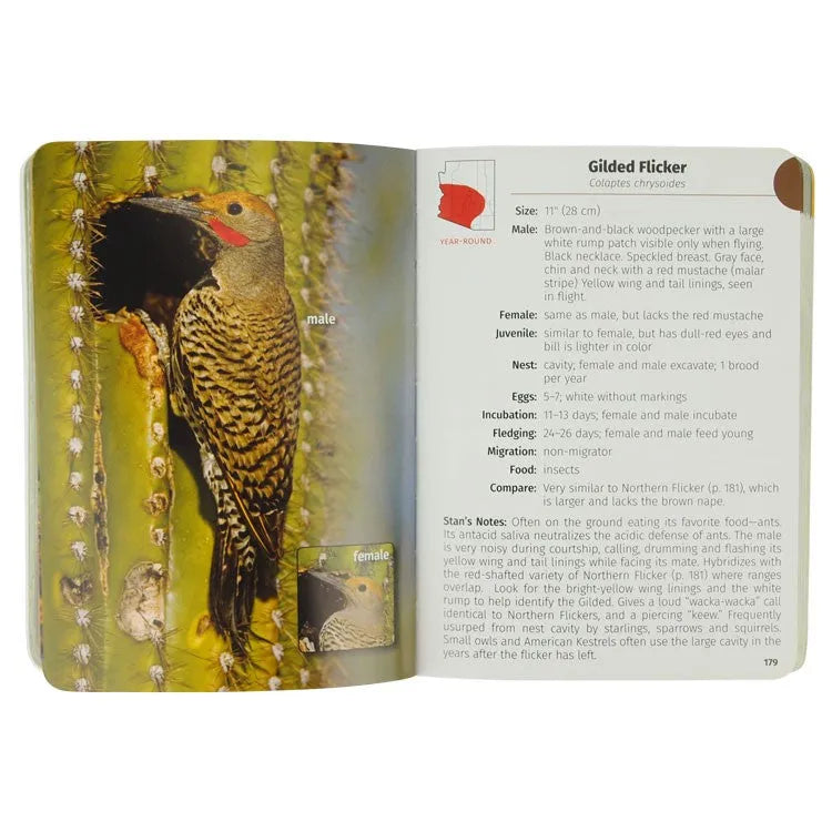 Birds of Arizona Field Guide - 2nd Edition by Stan Tekiela interior page about the Gilded Flicker
