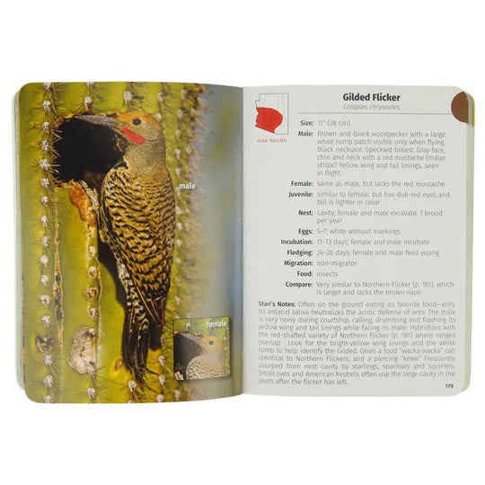 Birds of Arizona Field Guide - 2nd Edition by Stan Tekiela interior page about the Gilded Flicker