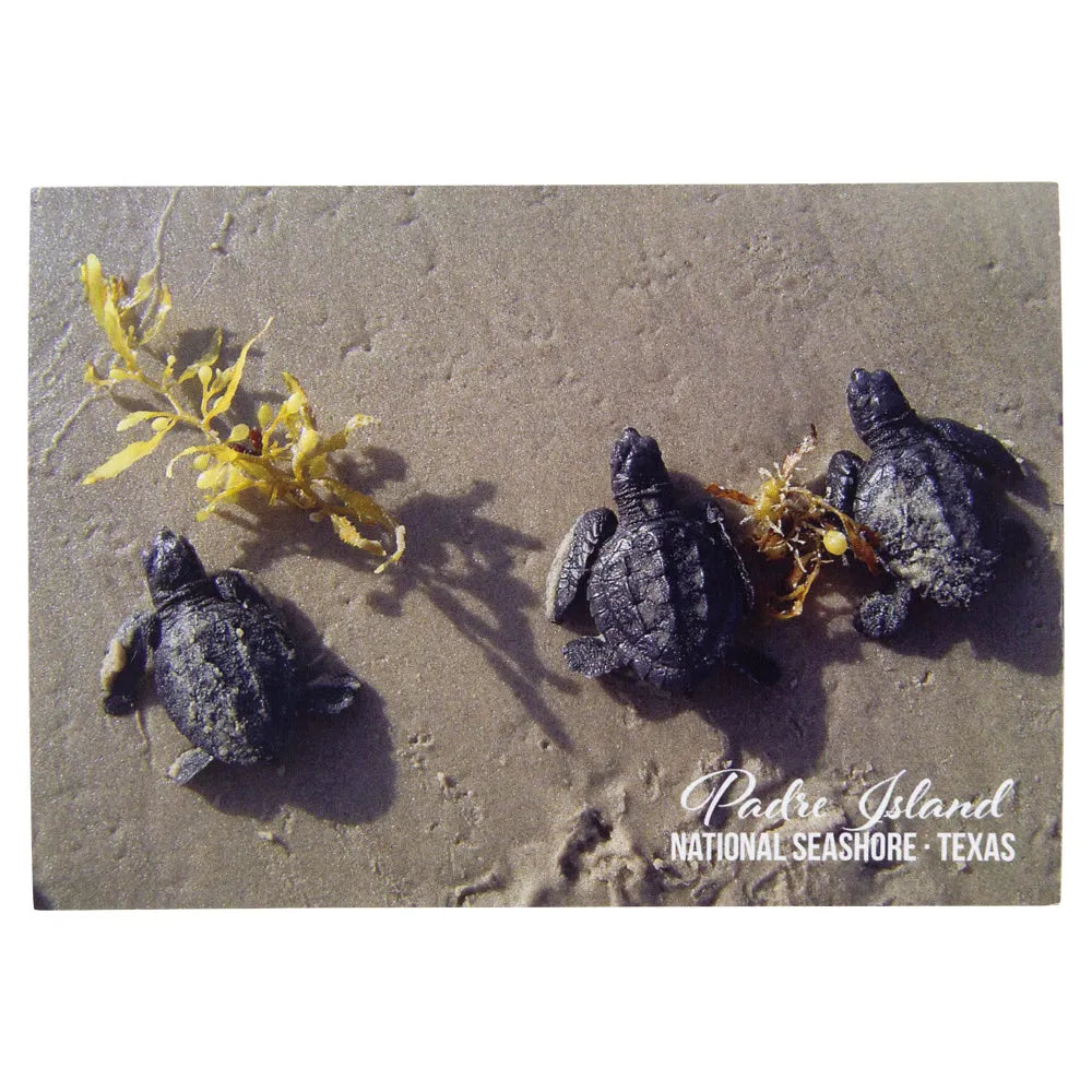 Three baby turtles on a sandy beach with seaweed, labeled 'Padre Island National Seashore, Texas'.