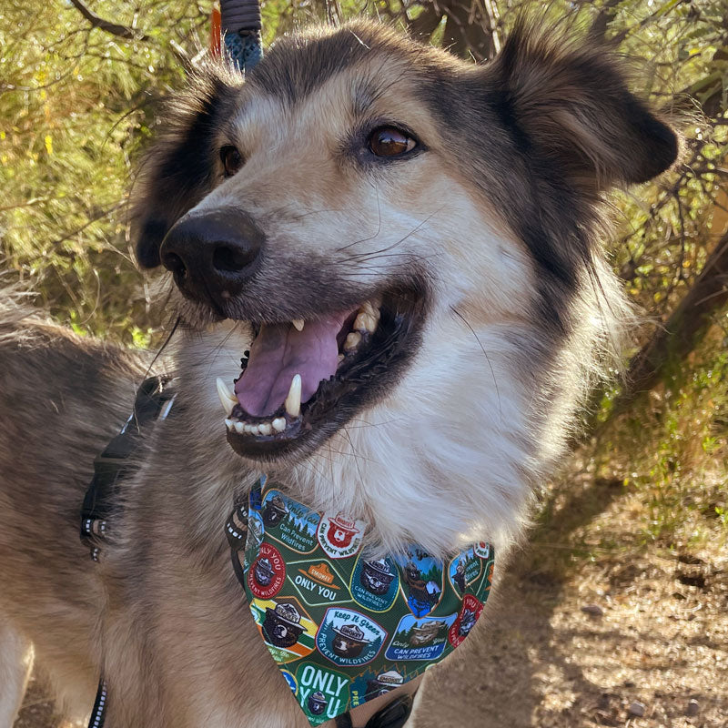 Smokey Bear Pet Bandana