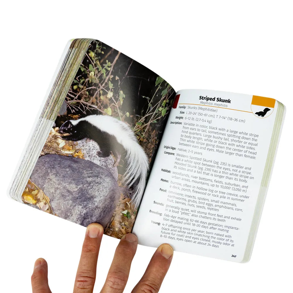An open natural history book held by a hand, showing a page with a photograph of a striped skunk and printed text titled &