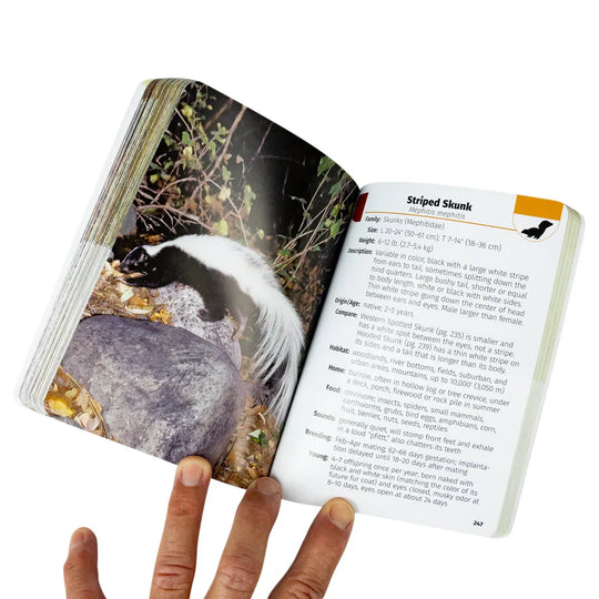 An open natural history book held by a hand, showing a page with a photograph of a striped skunk and printed text titled &