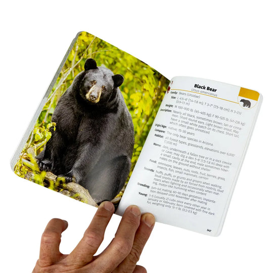 A hand holding open a black bear educational book or reference guide, showing a large photo of a black bear on one page and printed text about a black bear on the other, against a white background.