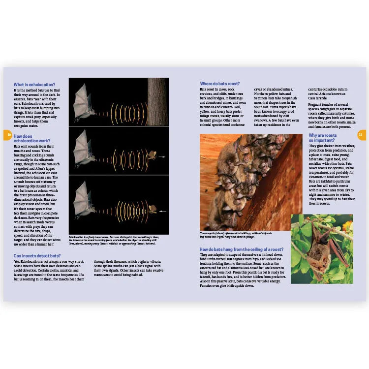Frequently Asked Questions About Bats - 2nd Edition Interior Pages 1