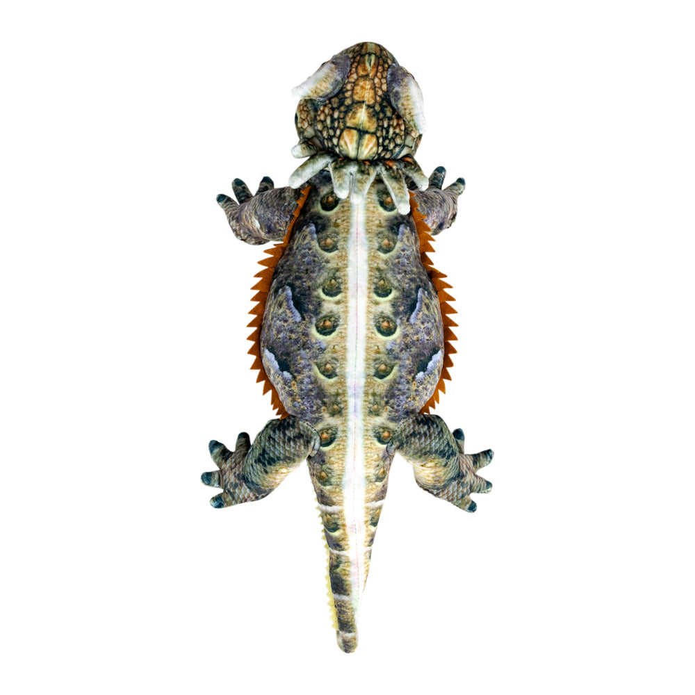 A detailed illustration of a horned lizard shown from a top-down perspective on a solid white background.