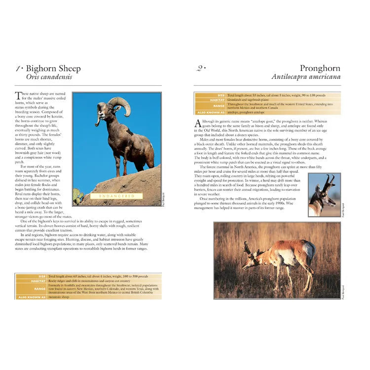 50 Common Mammals of the Southwest Interior Pages