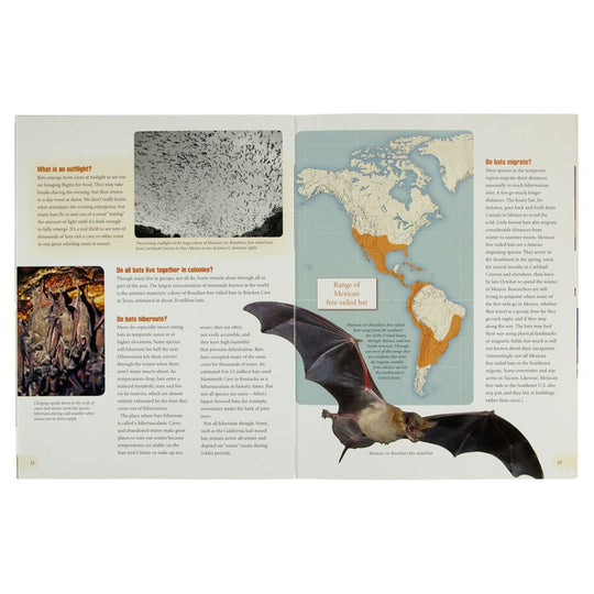 Frequently Asked Questions About Bats