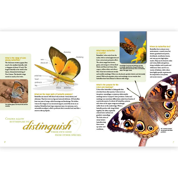Frequently Asked Questions About Butterflies Interior Pages 6 and 7