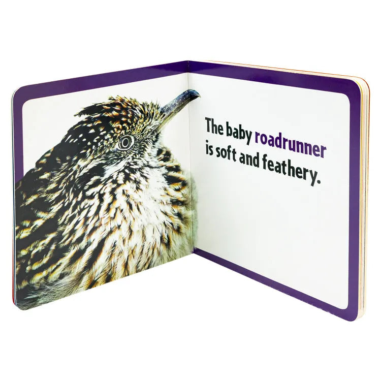Baby Animals of the Southwest interior pages about the roadrunner