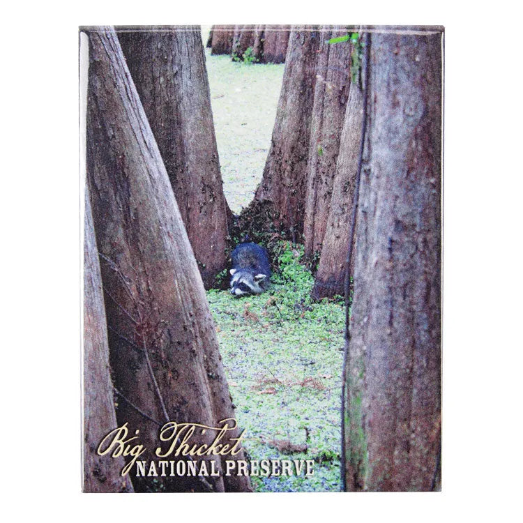 Big Thicket National Preserve Magnet - Raccoon