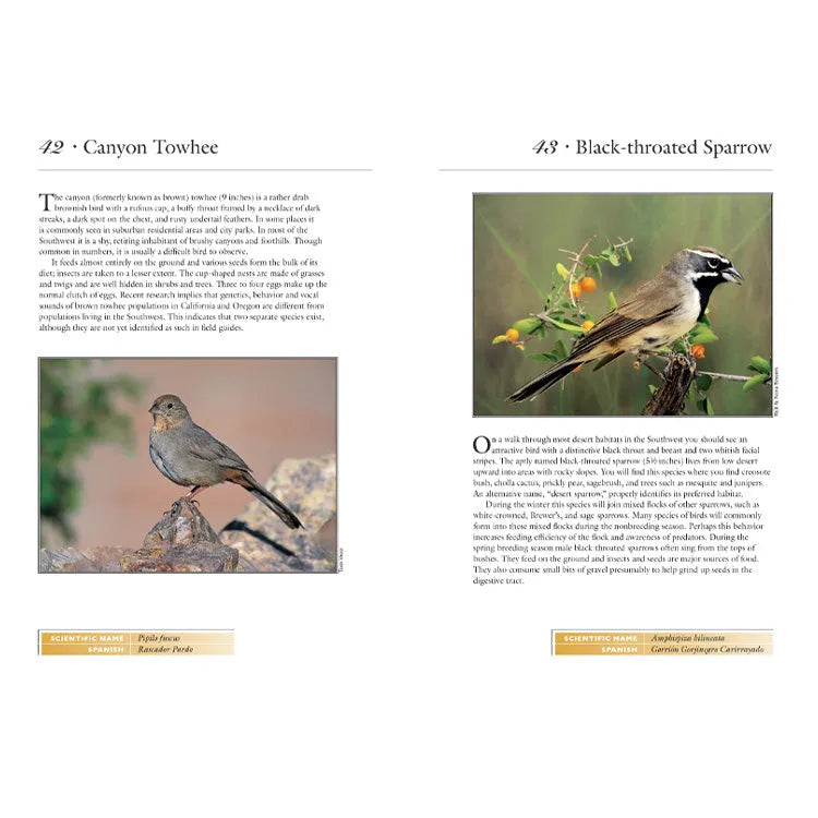 50 Common Birds of the Southwest Interior Pages