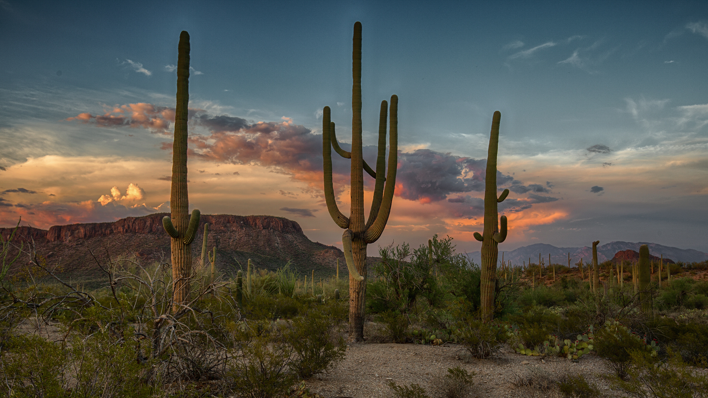 Desert landscape with Saguaro cacti and mountains at sunset